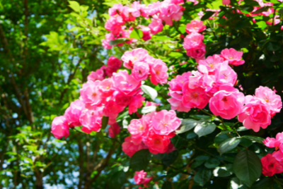 <b>Rose Garden in Lancut Castle</b>